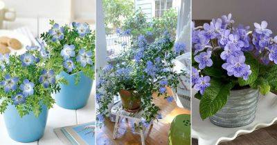10 Spectacular Blue Flowering Houseplants - balconygardenweb.com - South Africa