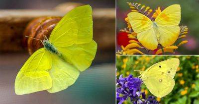 Yellow Butterfly Spiritual Meaning and Symbolism - balconygardenweb.com - Usa
