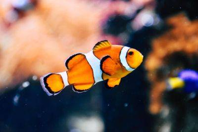 200 best fish puns and fish jokes for fin-tastic fun - growingfamily.co.uk