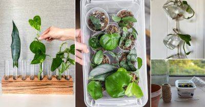 15 DIY Plant Propagator Ideas to Grow Seeds and Cuttings - balconygardenweb.com