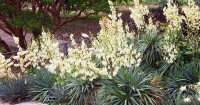 Tips for Landscaping with Yucca Plants - gardenerspath.com