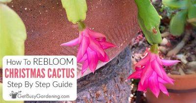 How To Get Your Christmas Cactus To Bloom Again (3 Steps!) - getbusygardening.com