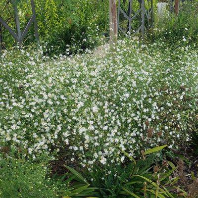 Southern Doll’s Daisy Is a Little-Known Native Gem - finegardening.com - Usa - Canada - state Florida