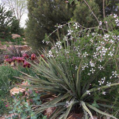 Showy Native Plants for Rocky Soils - finegardening.com - Usa - state Colorado - state Arizona - state Utah - state New Mexico