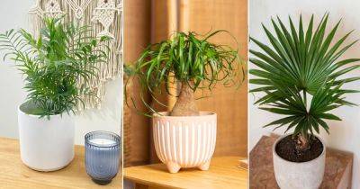 10 Best Tabletop Palms | How to Grow Tabletop Palms - balconygardenweb.com