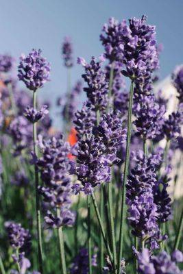 26 best companion plants for lavender in the garden - growingfamily.co.uk