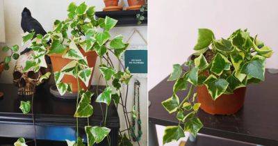 How to Grow Wax Ivy Indoors Easily - balconygardenweb.com - South Africa