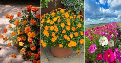 October Birth Flower Meaning | 3 Best October Flowers - balconygardenweb.com - Mexico - county Day