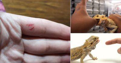 Do Bearded Dragons Bite? Find Out! - balconygardenweb.com