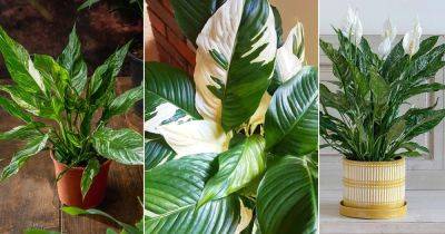 8 Stunning Variegated Peace Lily Varieties - balconygardenweb.com