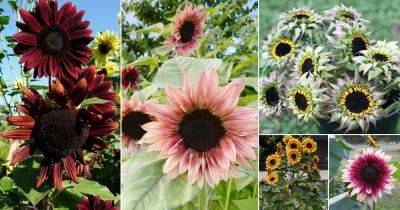 31 Best Sunflower Colors | Different Colors Sunflowers - balconygardenweb.com - Russia