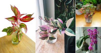 12 Pink Indoor Plants to Grow in Water - balconygardenweb.com