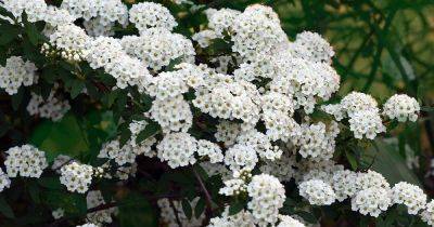 How to Grow and Care for Bridalwreath Spirea - gardenerspath.com - China - Japan - Taiwan