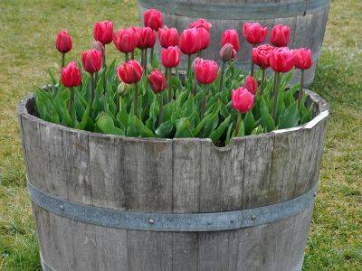 Layer spring bulbs to make the most of space in garden tubs - theprovince.com