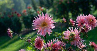 Your gardening questions answered: Should dahlias stay or go now? - irishtimes.com - Ireland
