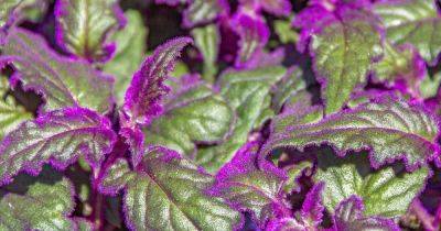 How to Grow and Care for Purple Passion Plants - gardenerspath.com