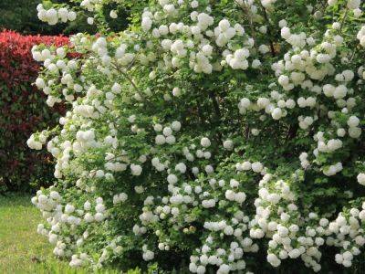 Fastest Growing Shrubs For Privacy – Quick! - gardeningknowhow.com