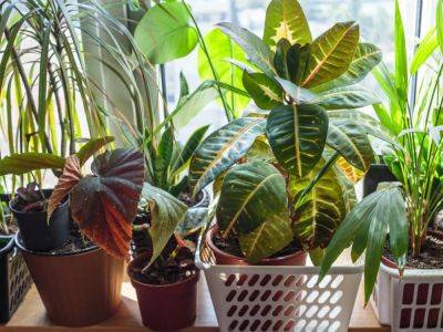 How To Overwinter Tropical Plants - gardeningknowhow.com