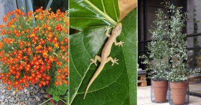 14 Best Lizard Repellent Plants from Home and Garden - balconygardenweb.com