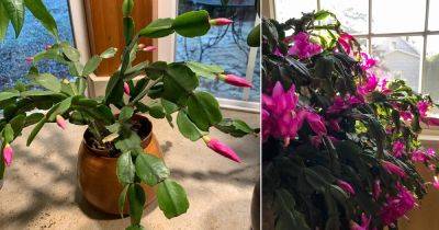 When Should You Put a Christmas Cactus in the Dark? - balconygardenweb.com