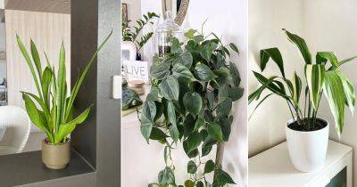 12 Indoor Plants for Black Thumbs and Serious Plant Murderers - balconygardenweb.com - city Sansevieria