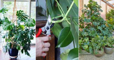How to Prune a Monstera in a Right Way - balconygardenweb.com