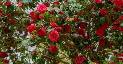 39 of the Best Companion Plants for Camellias - gardenerspath.com