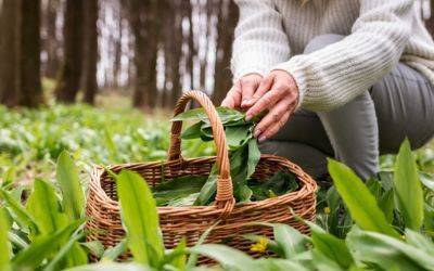 ​Medicinal Plants to Grow and Forage - jparkers.co.uk