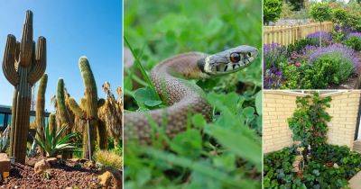 16 Common Plants that Attract Snakes - balconygardenweb.com