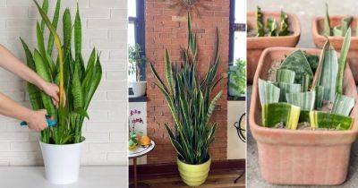 How to Make a Snake Plant Fuller and Bushier with More Leaves - balconygardenweb.com