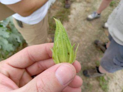 What Is It? Wednesday – Melonworm - hgic.clemson.edu