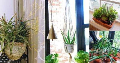 28 Brilliant Aloe Vera Plant Display Ideas Indoors - balconygardenweb.com
