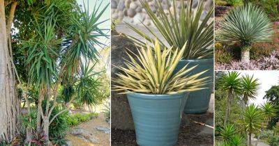 24 Different Types of Yucca Plant Varieties - balconygardenweb.com - Spain - Mexico - state California