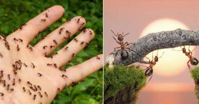 Ants in a Dream Meaning and Spiritual Significance - balconygardenweb.com