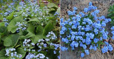 Forget-Me-Not Flower Meaning and Symbolism - balconygardenweb.com - Germany