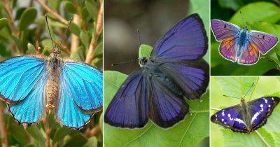 Purple Butterfly Meaning | 16 Beautiful Purple Butterflies - balconygardenweb.com