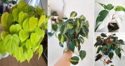 14 'Lovely' Heart Leaf Philodendron Varieties - balconygardenweb.com