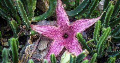 How to Grow and Care for Starfish Flower Cactus - gardenerspath.com
