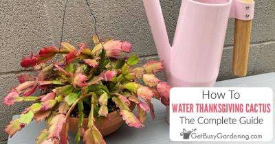 How To Water Thanksgiving Cactus - getbusygardening.com