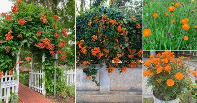17 Beautiful Orange Flowers in Florida - balconygardenweb.com - India - Mexico - state Florida