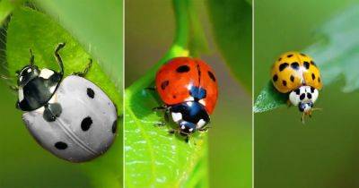Ladybug Spiritual Meaning and Symbolism According to Colors - balconygardenweb.com - Usa