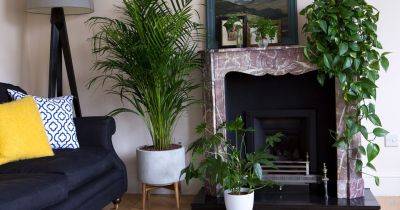 Plants for a Living Room - gardenersworld.com