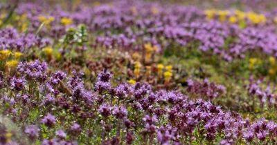How to Grow a Creeping Thyme Lawn - gardenersworld.com - Britain