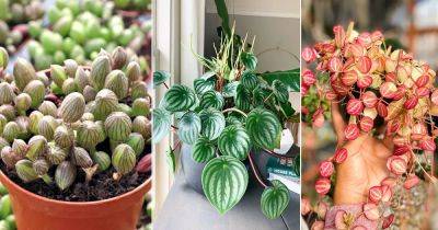 7 Indoor Plants that Look like Watermelons - balconygardenweb.com