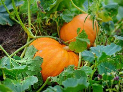 When's the right time to harvest winter squash and pumpkins? - theprovince.com