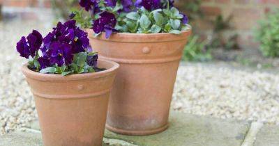 Colourful winter garden pot displays: Here’s how to get them right - irishtimes.com