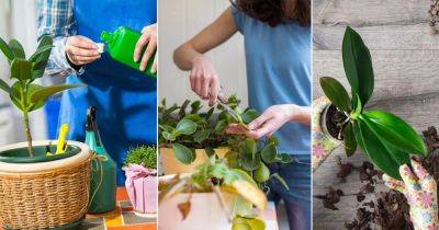 10 Tips to Follow Before Bringing Your Houseplants Indoors in Fall - balconygardenweb.com