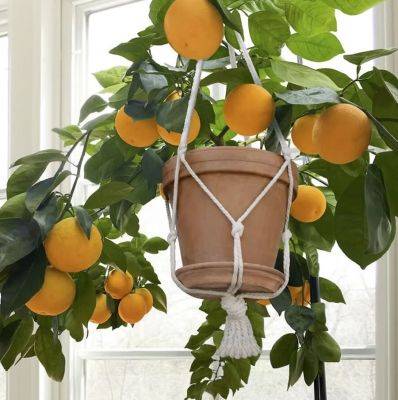 Edible houseplants: growing citrus, with logees’ byron martin - awaytogarden.com - state Connecticut