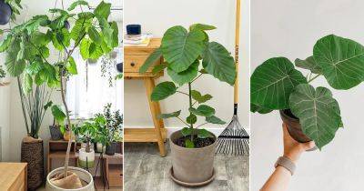 Ficus Umbellata Care | Growing Umbrella Tree Fig - balconygardenweb.com - India