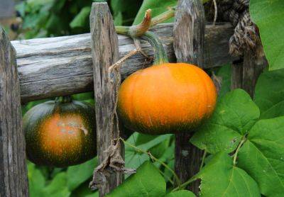 How to Harvest and Store Winter Squash and Pumpkins - treehugger.com